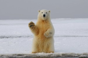 Ilmuwan prediksi beruang kutub bisa punah di akhir abad ke-21, ini penyebabnya