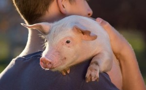 Pakar: Secara genetika, manusia dan babi itu mirip